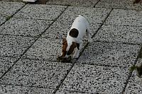 DSC 0306