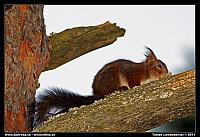 Squirrel in garden