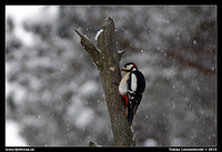 Woodpecker